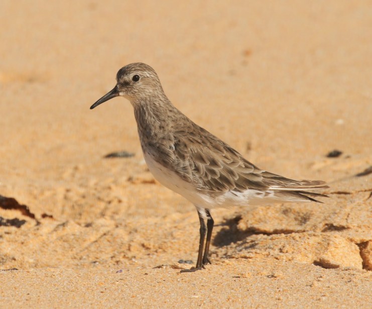 White-rumped Sandpiper