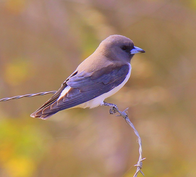 White-breasted Woodswallow
