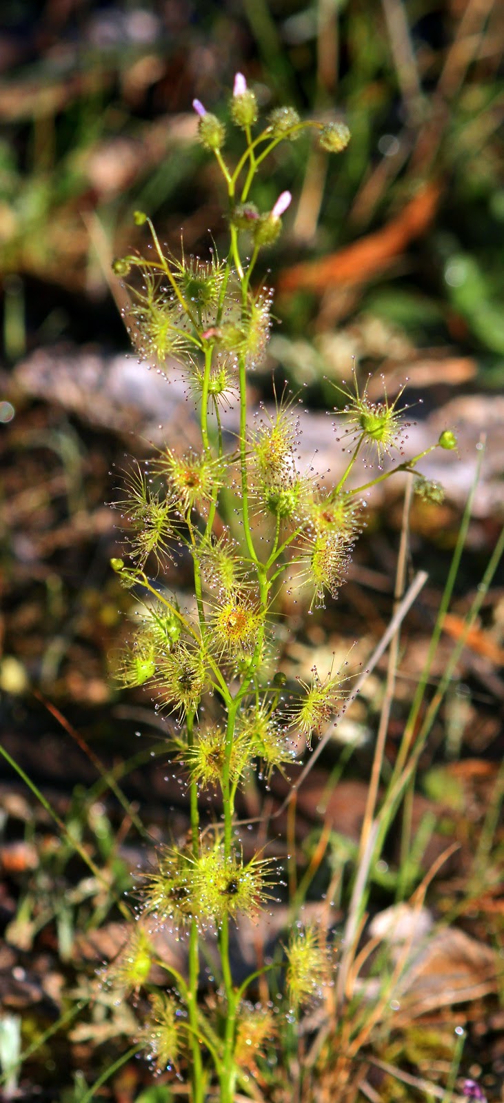 04763-shieldsundew28droserapeltatavargracilis29