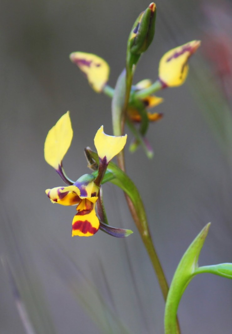 08aa4-leopardorchid28diurispardina291