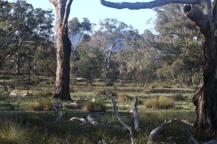 0a0ea-grassywoodandswartooksf