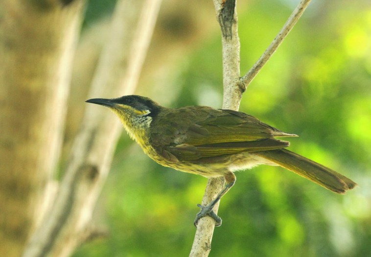 Varied Honeyeater