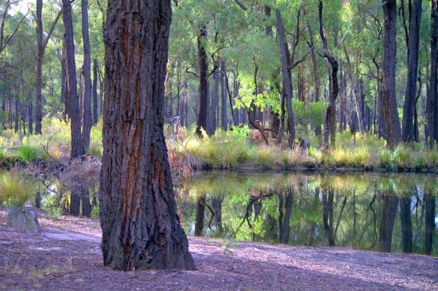 138c3-vicboxironbarkforest1