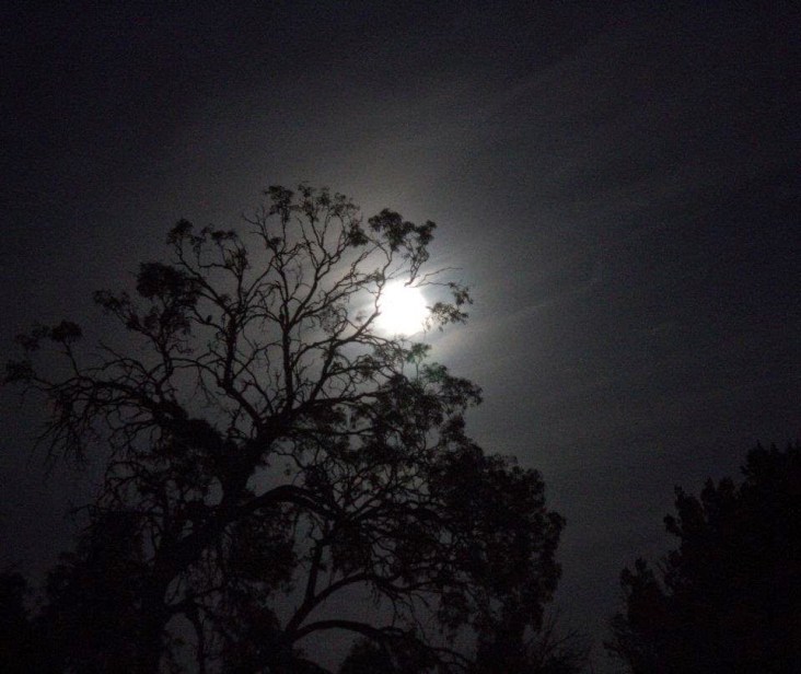 14478-w2bwyperfeld2bnight