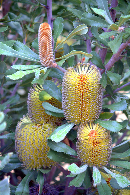 171fc-desertbanksia