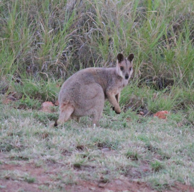 Purple-necked Rock-wallaby