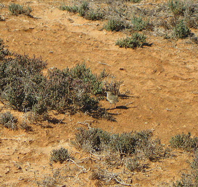 [Rufous+Fieldwren.jpg]