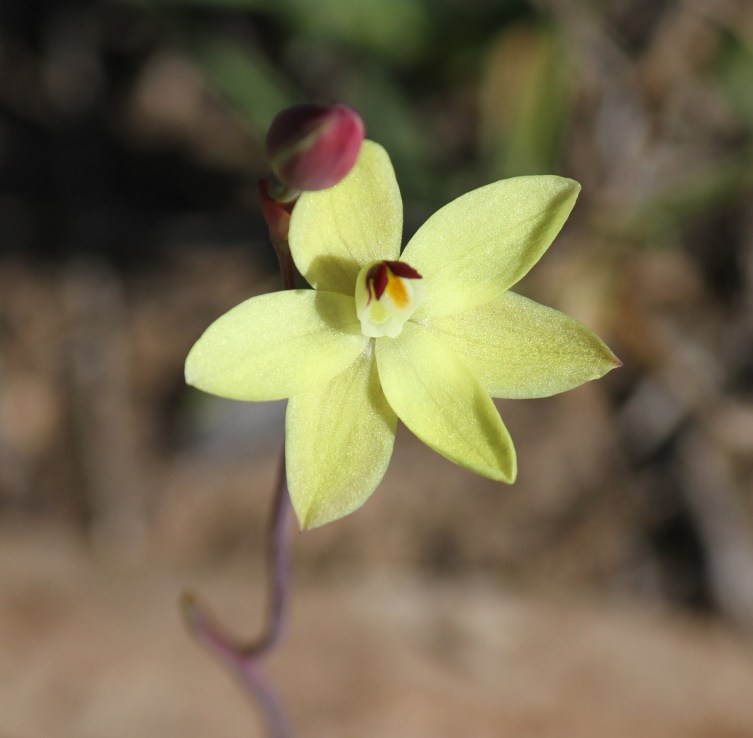 29807-rabbitsbars28thelymitraantennifera29