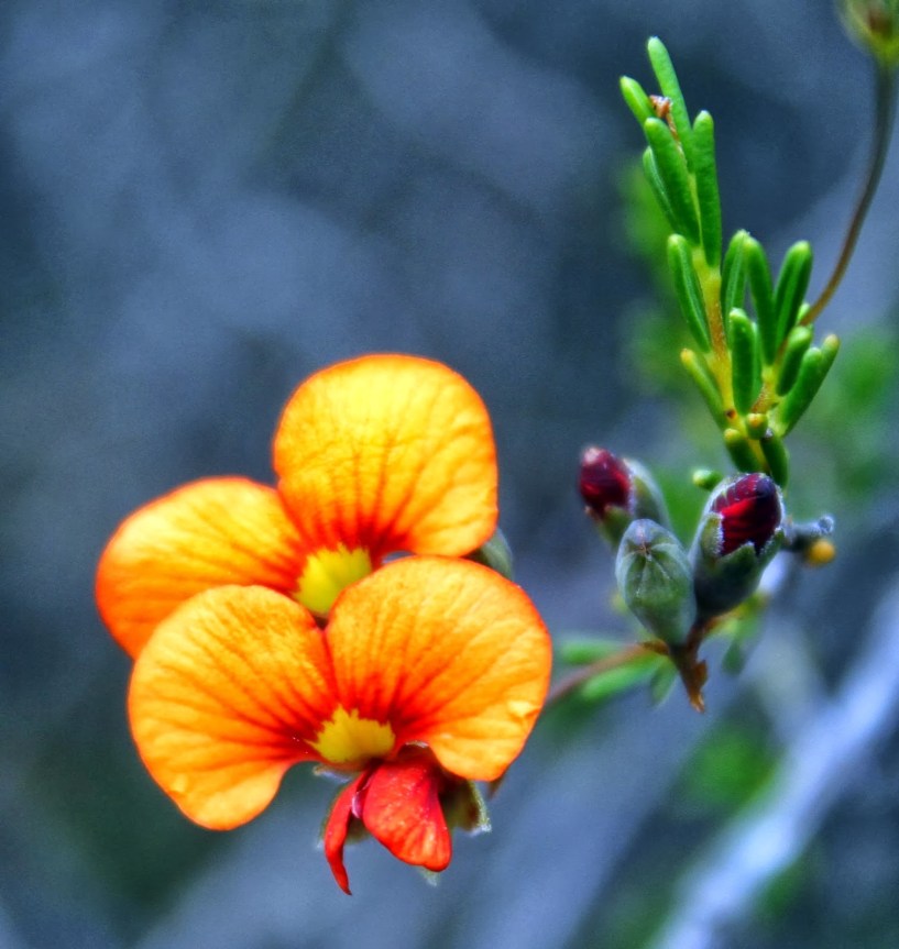 2d866-silkyparrot-peadillwyniasericea