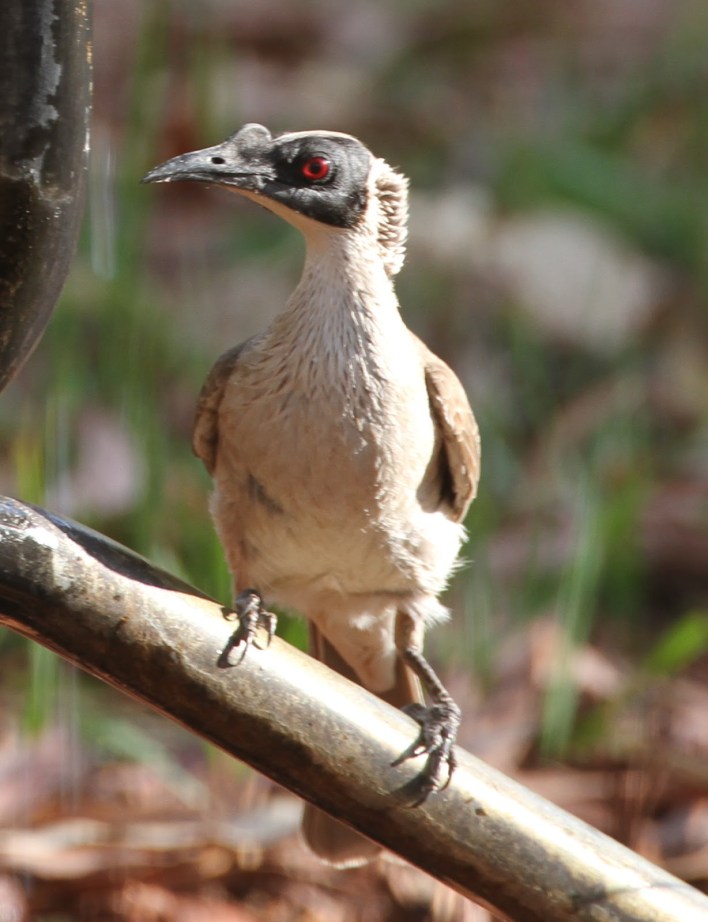 Silver-crowned Friaribird , Gregory National Park (NT)