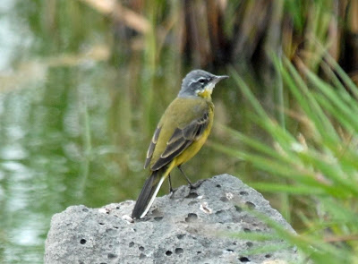 [Eastern+Yellow+Wagtail.jpg]