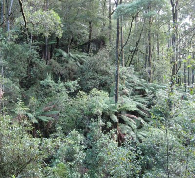 [Rainforest+in+the+Otways+Near+Kenneth+River.jpg]