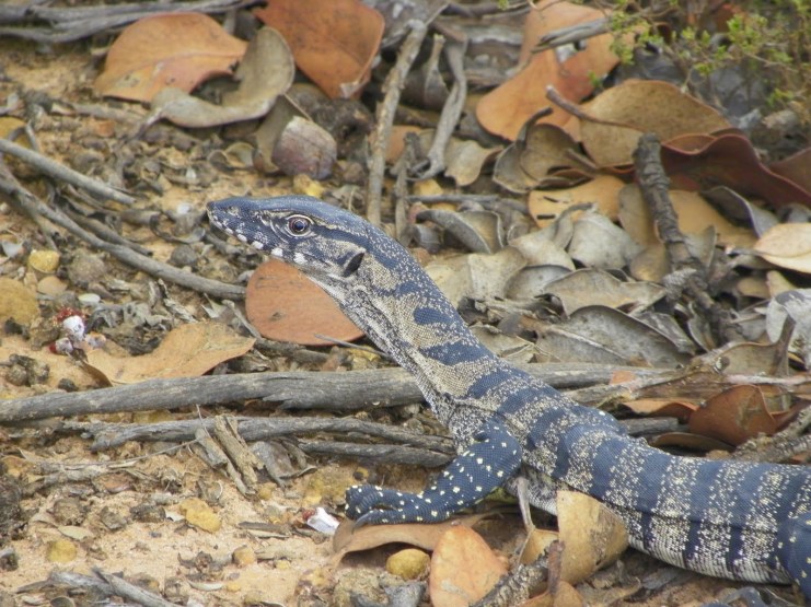 Rosenberg's Goanna