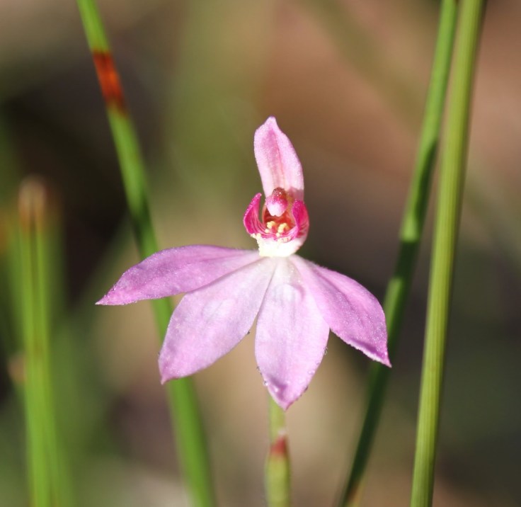 3edd1-pinkfinger28caladeniacarnea29