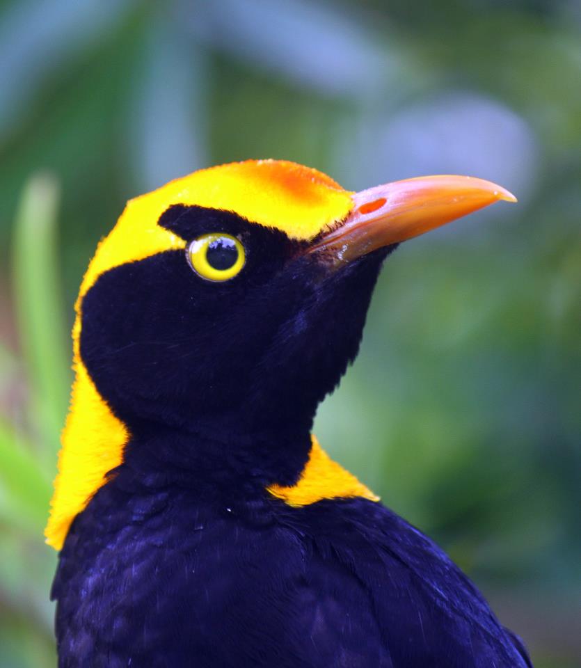 Regent Bowerbird