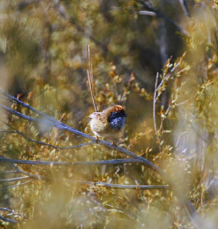 Malee Emu-wren
