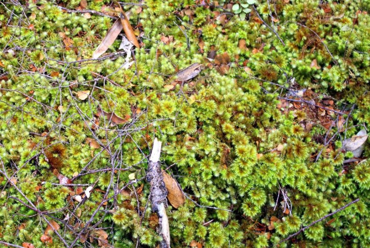 49a68-mossy2bground2bcover2bnear2bfranklin2briver