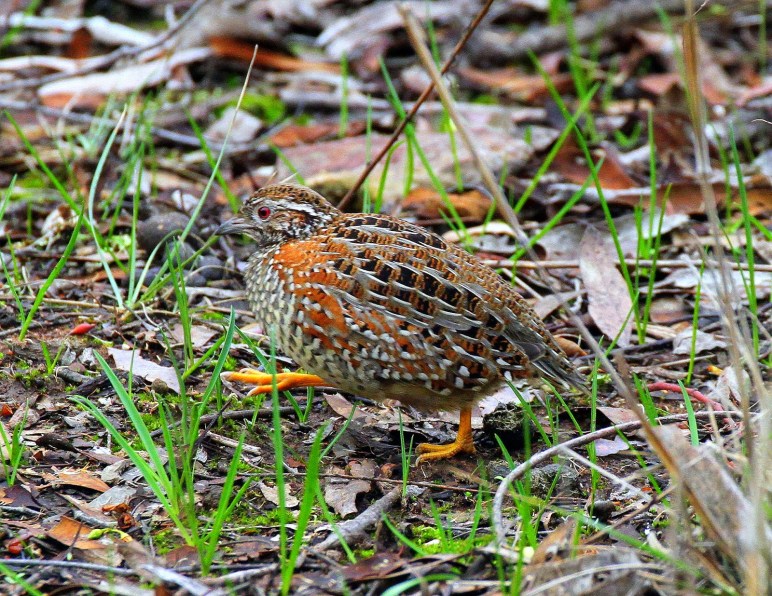 Painted Button-quail