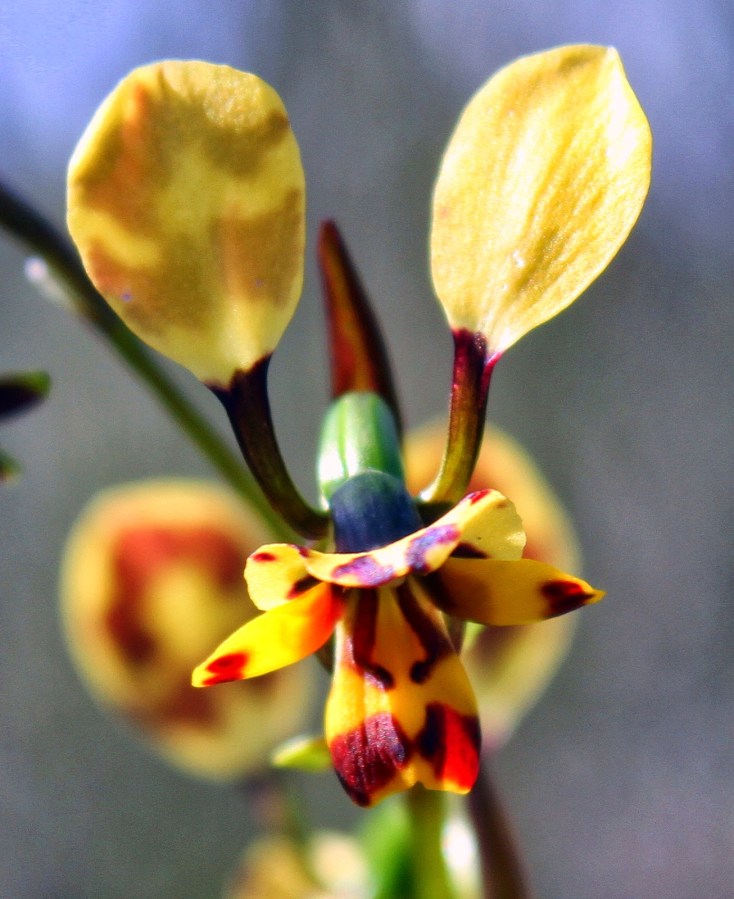 52530-leopardorchiddiurismaculata3