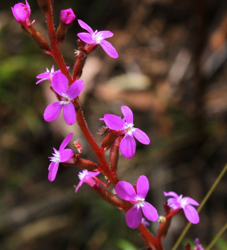 54f92-narrowleaf2btriggerplant2bstylidium2bgraminifolium
