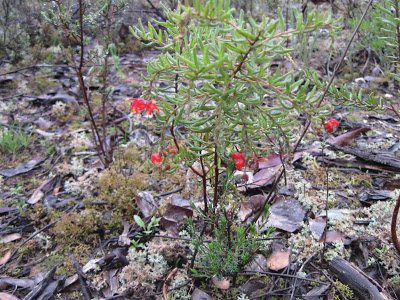 [Flowering+Grevillia.JPG]