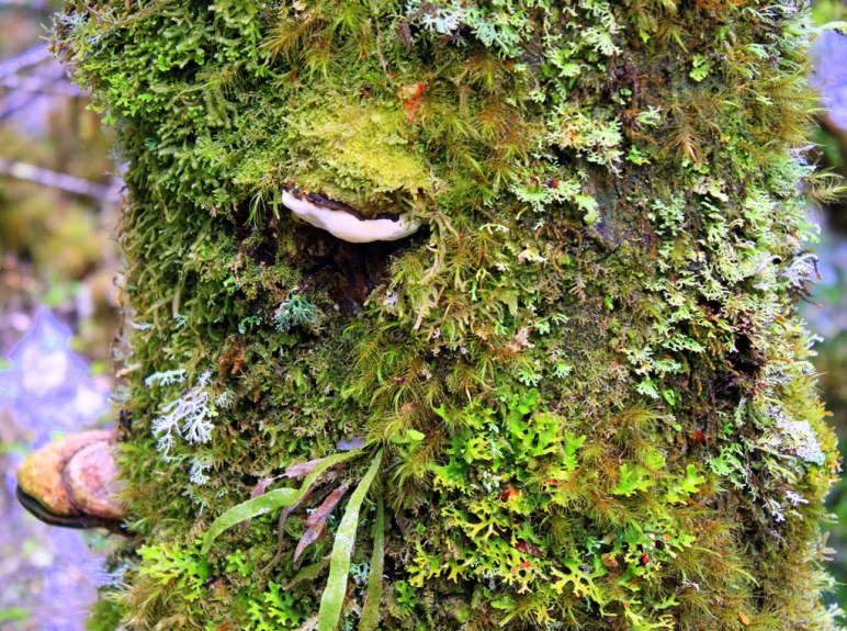 56d66-tree2btrunk2bnear2bfranklin2briver