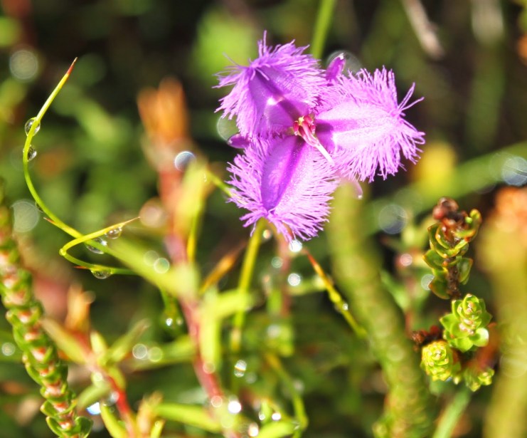 5dfd4-common2bfringe-lily