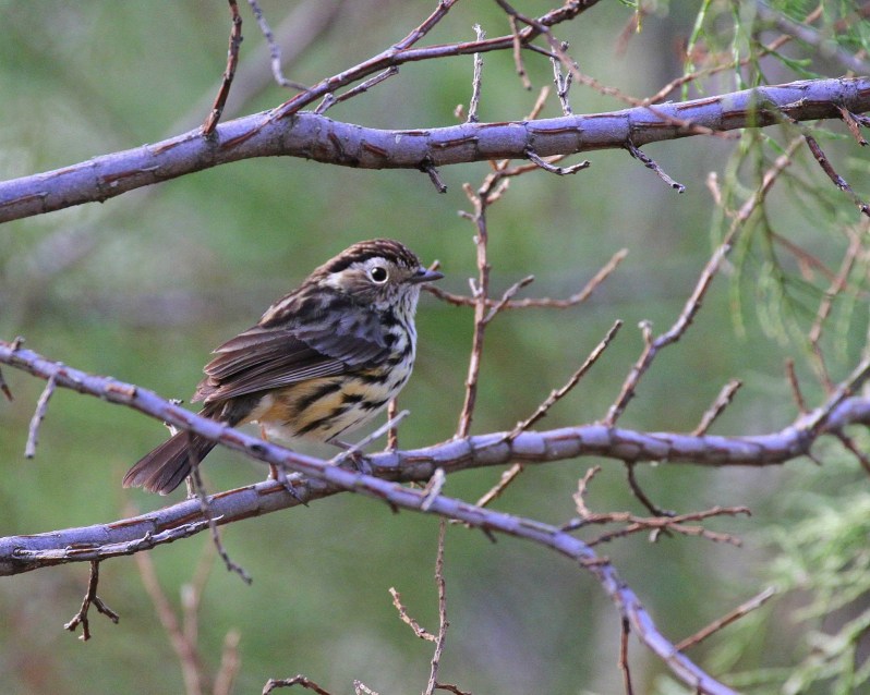 Speckled Warbler
