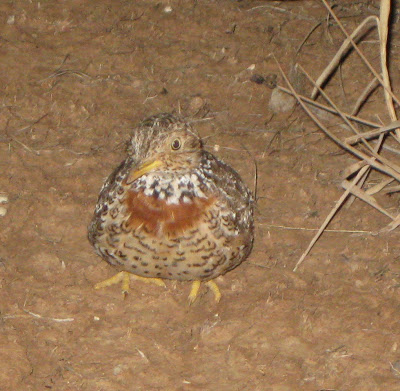 [Plains+Wanderer1.JPG]