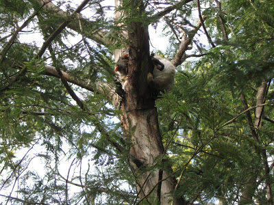 [Ring-tailed+Possum.JPG]