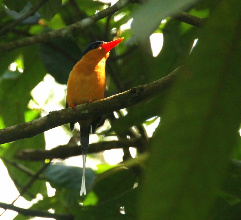 Buff-breasted Paradise Kingfisher