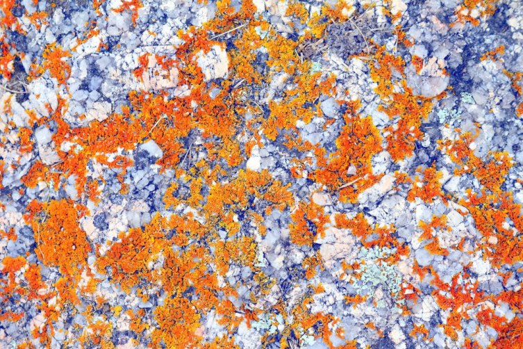 88880-rock2bwith2borange2blichen2