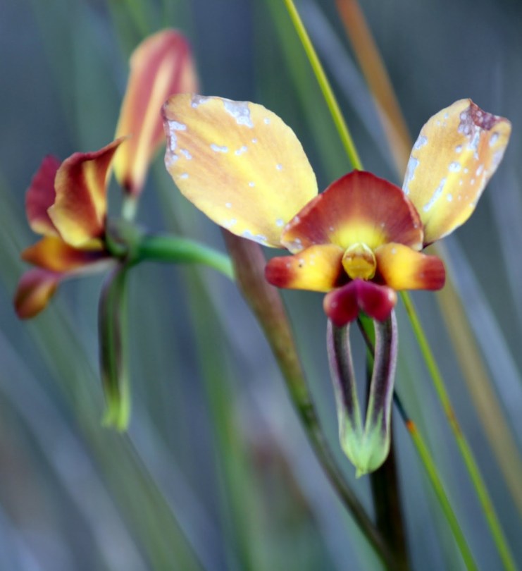 89c72-donkeyorchid28diurisorientis291