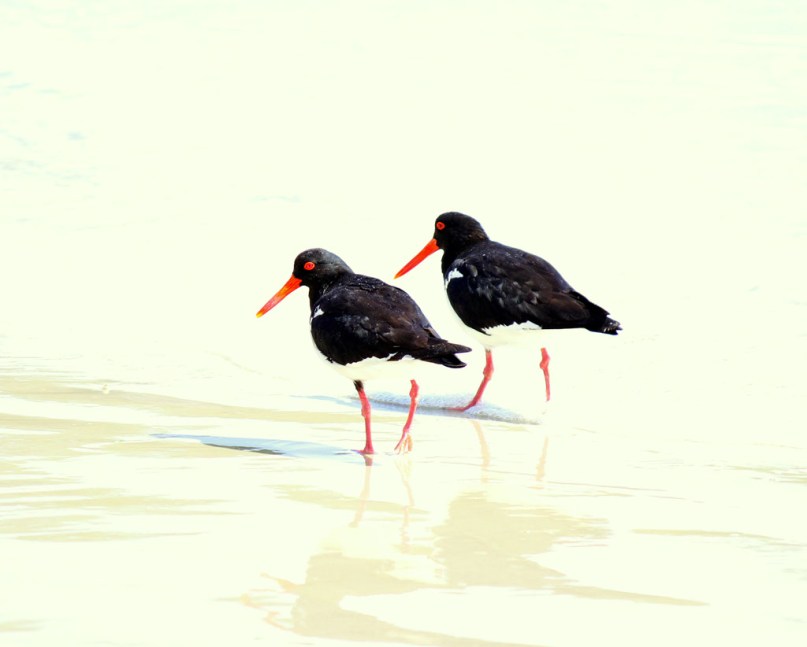 Pied Oystercatcher