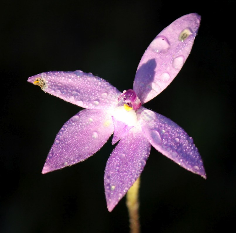 9d5e3-waxliporchid228glossodiamajor29