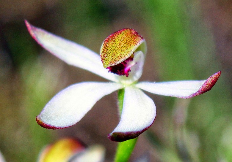 9e653-hoodedcaladeniacaladeniacucullata