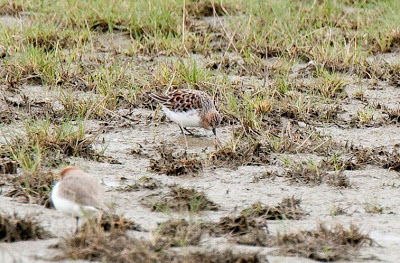 [Red-necked+Stint.jpg]