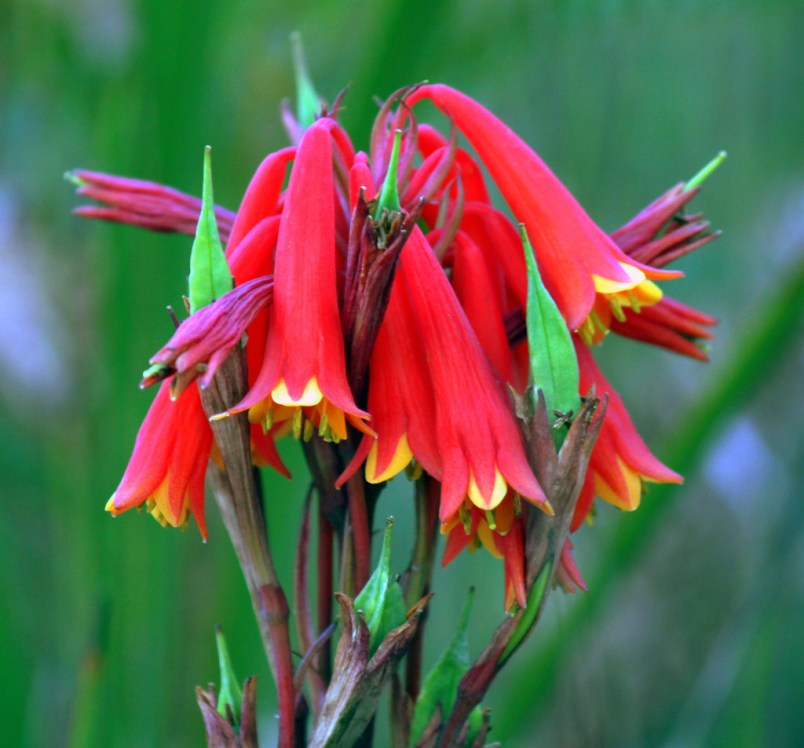 aad5e-christmas2bbell2bsouth2bbruny2bisland2bheathland