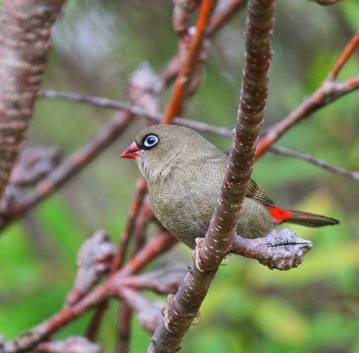 ab23c-beautifal2bfiretail2b2