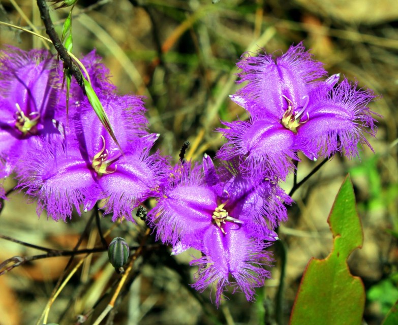 b11d5-commonfingelily