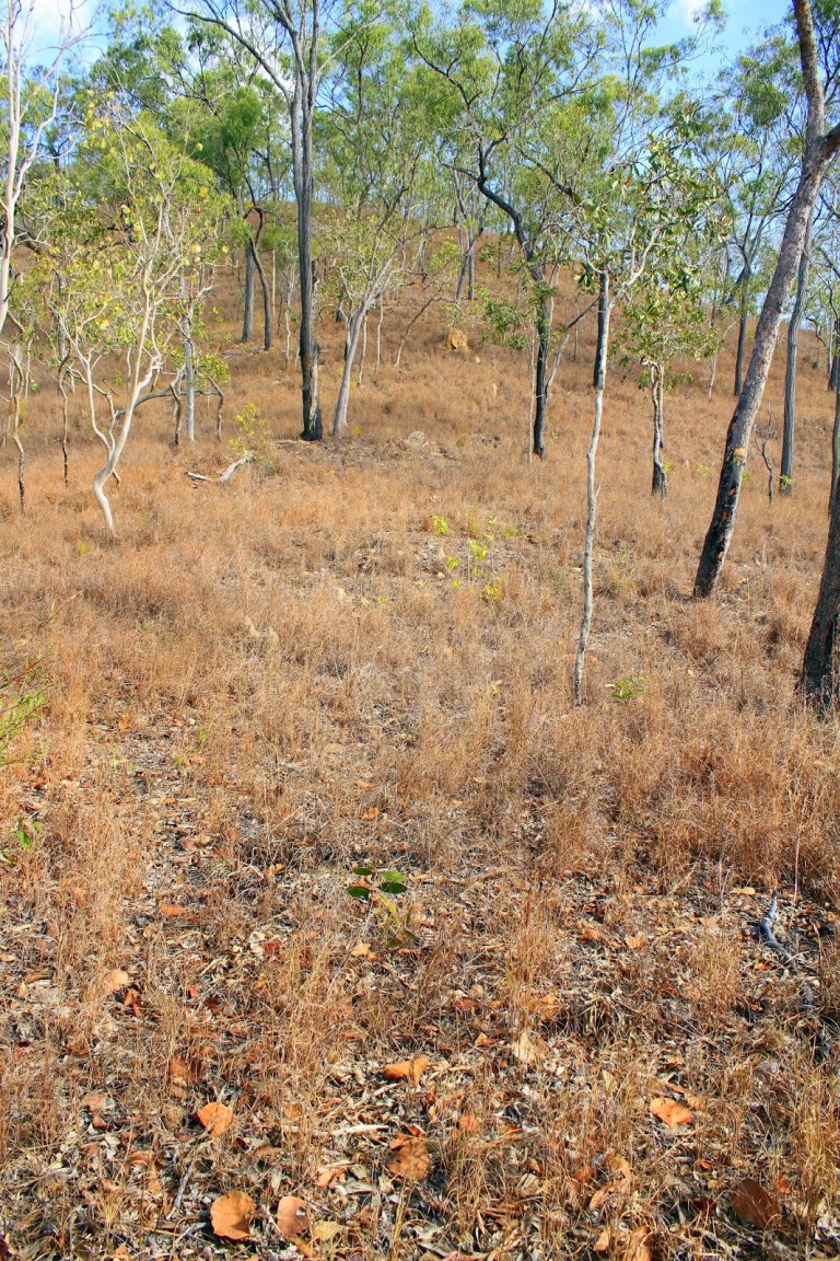 b57f4-buff-breastedbqhabitat