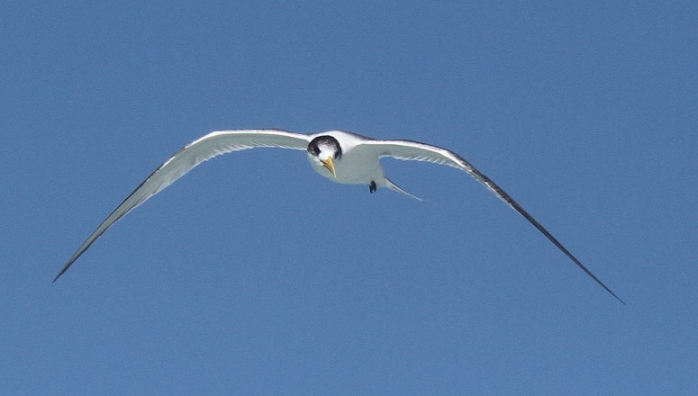 Crested Tern