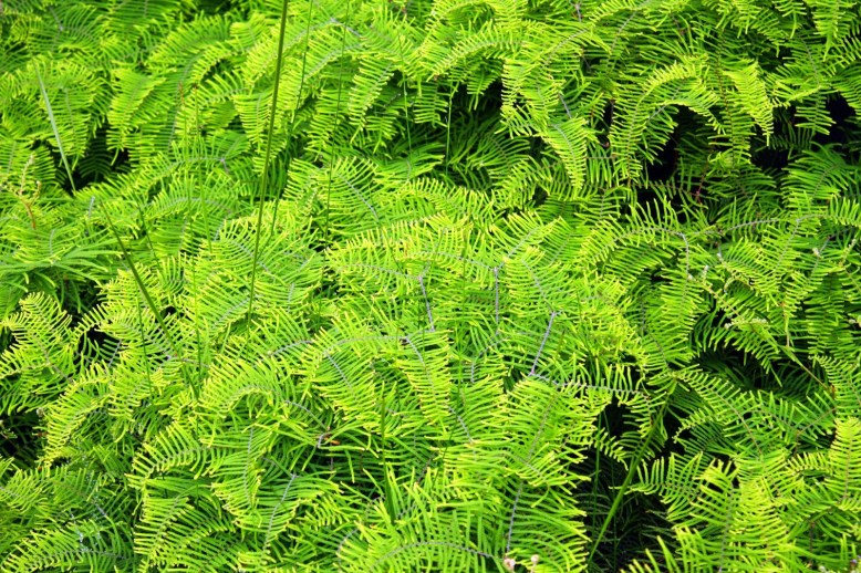 b8744-fishbone2bfern