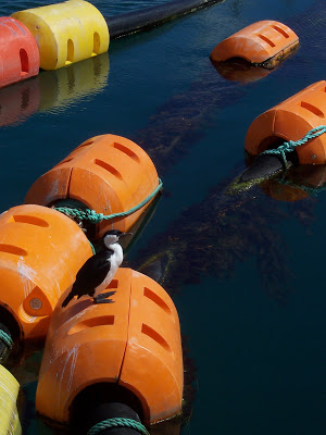 [Black-faced+Cormorant_Apollo+Bay+Harbort.jpg]