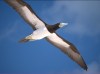 Brown Booby 5