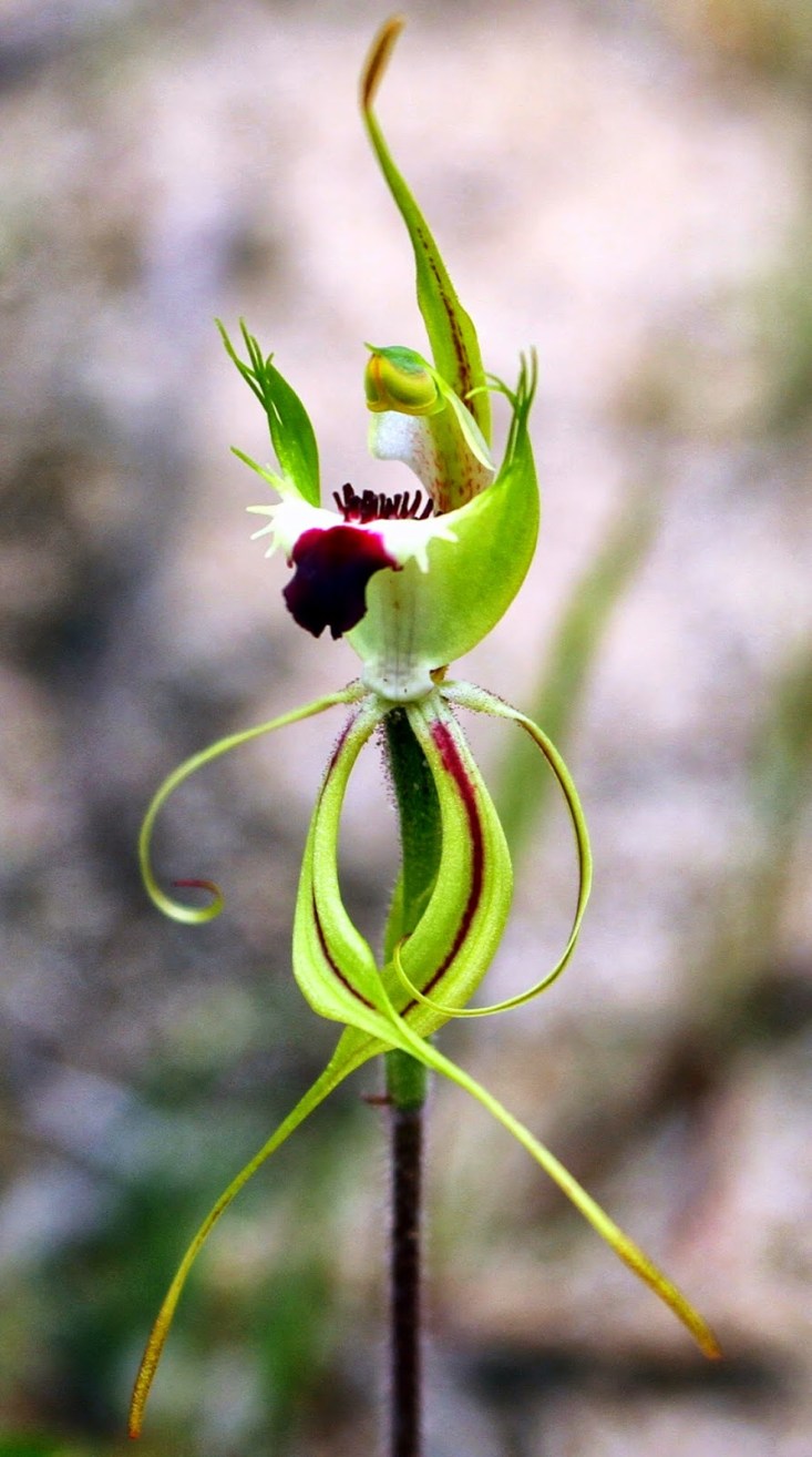 c0632-green-combspider-orchidcaladeniadilatata