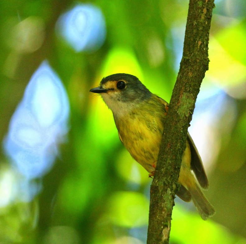 Pale-headed Robin