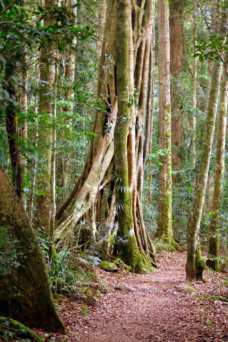 c406a-rainforesttrail