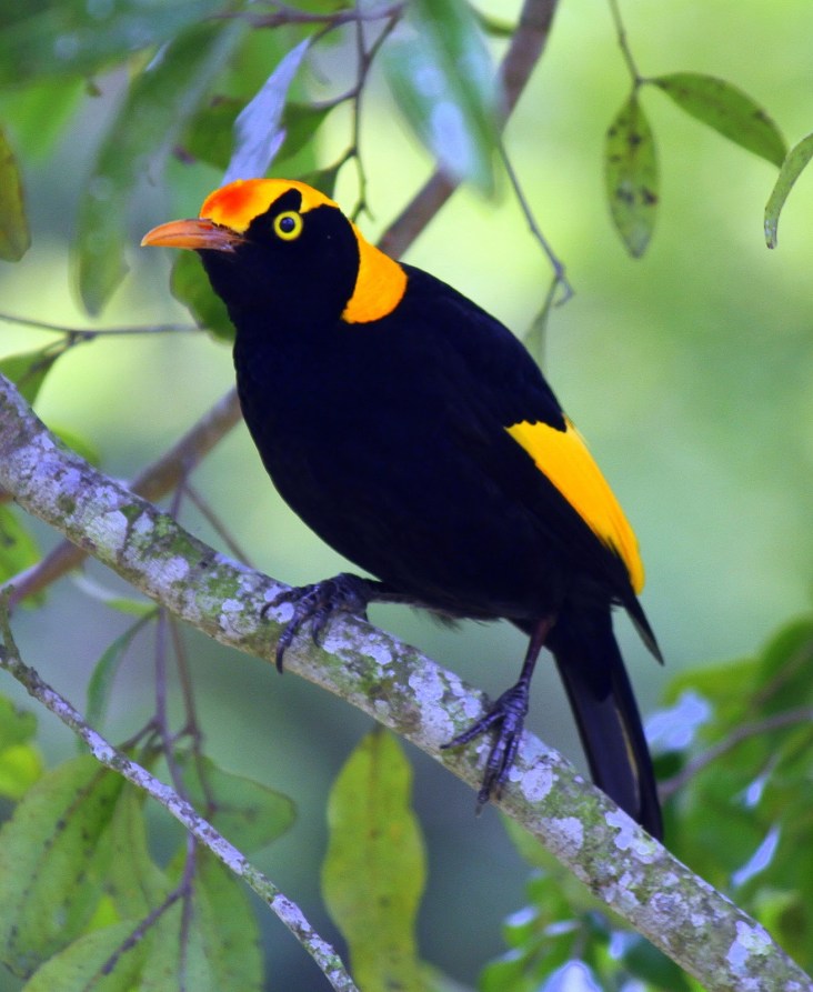 Regent Bowerbird