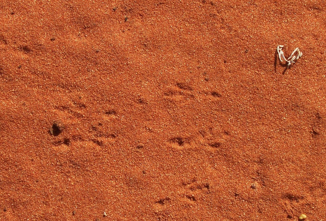 c5010-eyreangrasswrentracks